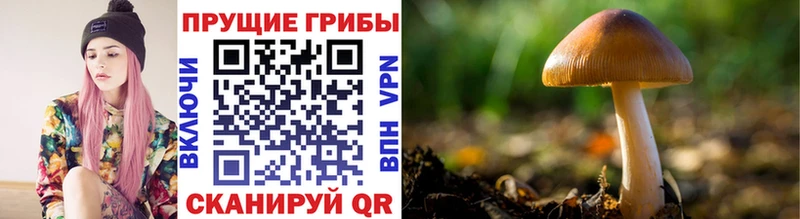 дарнет шоп  ссылка на мегу сайт  Псилоцибиновые грибы Magic Shrooms  Железногорск 
